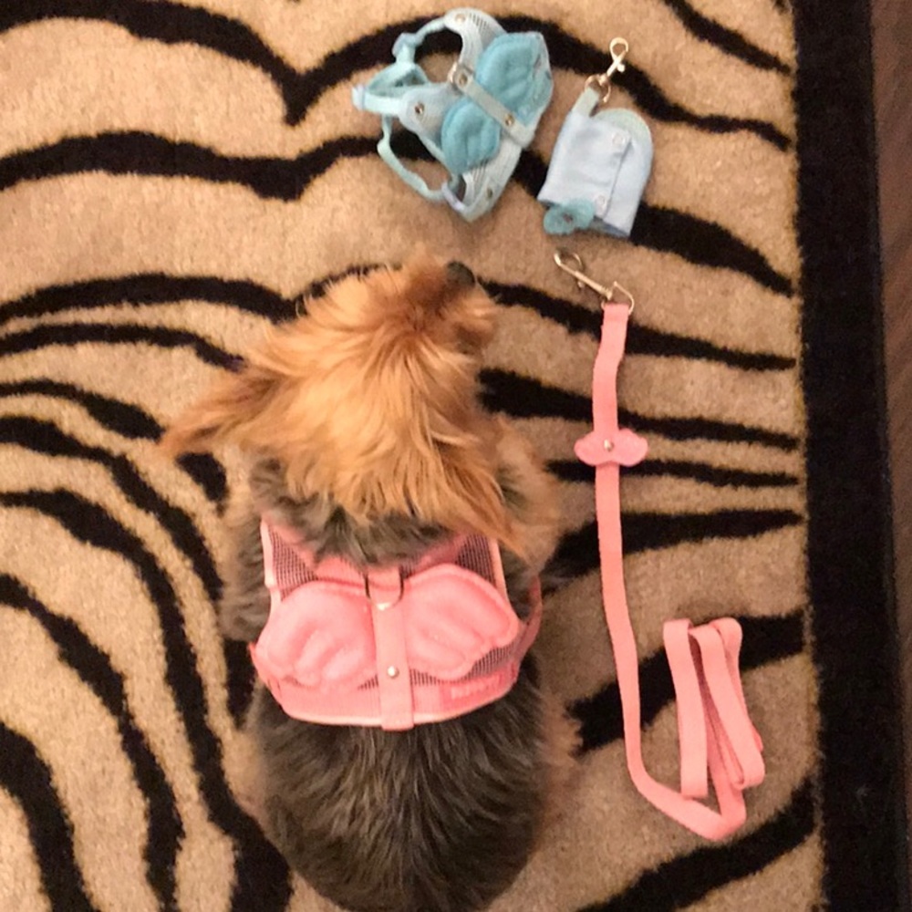 NEW angel dog harness BLUE only / pink sold out